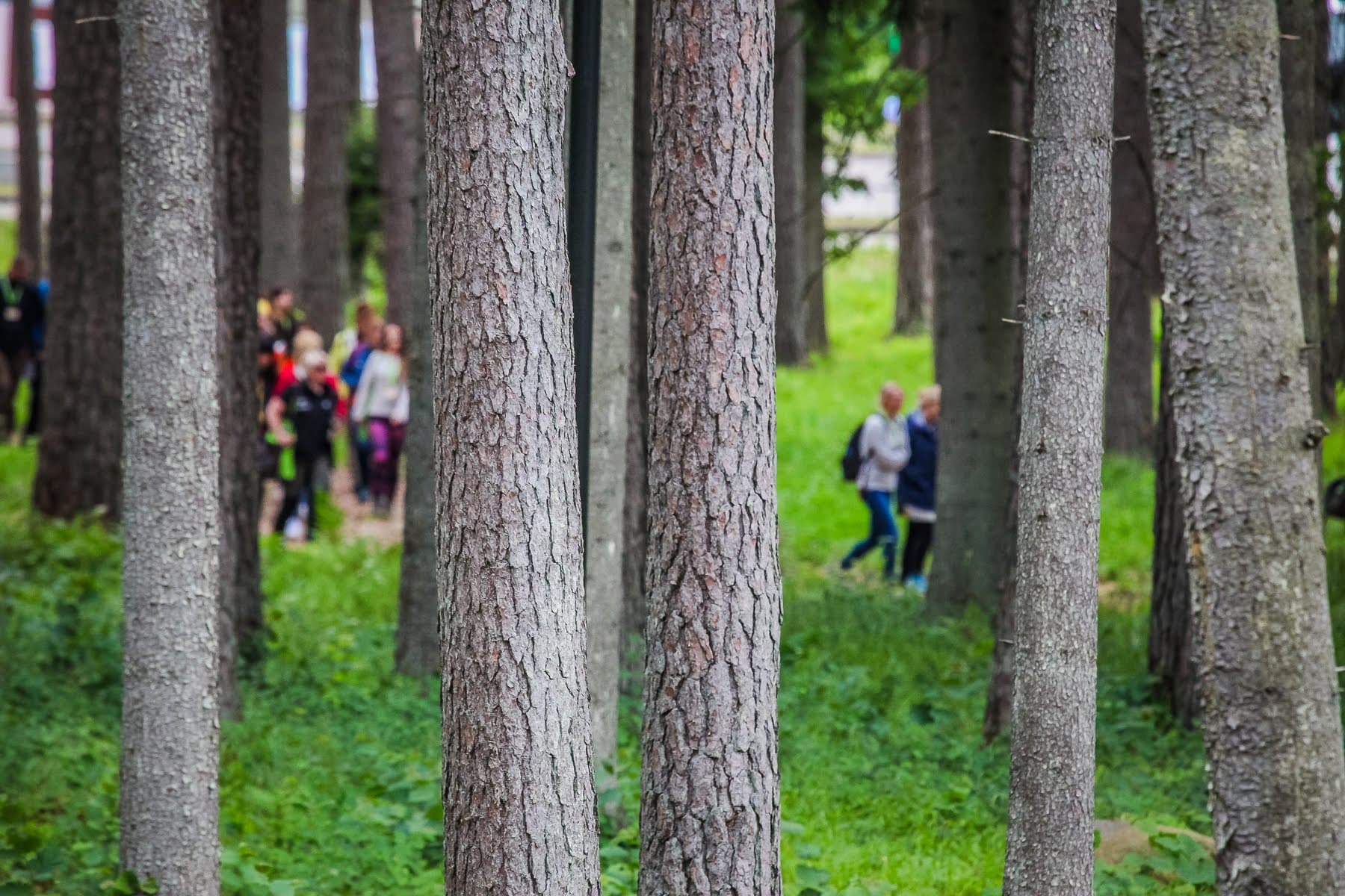 Andere Gruppen im Wald