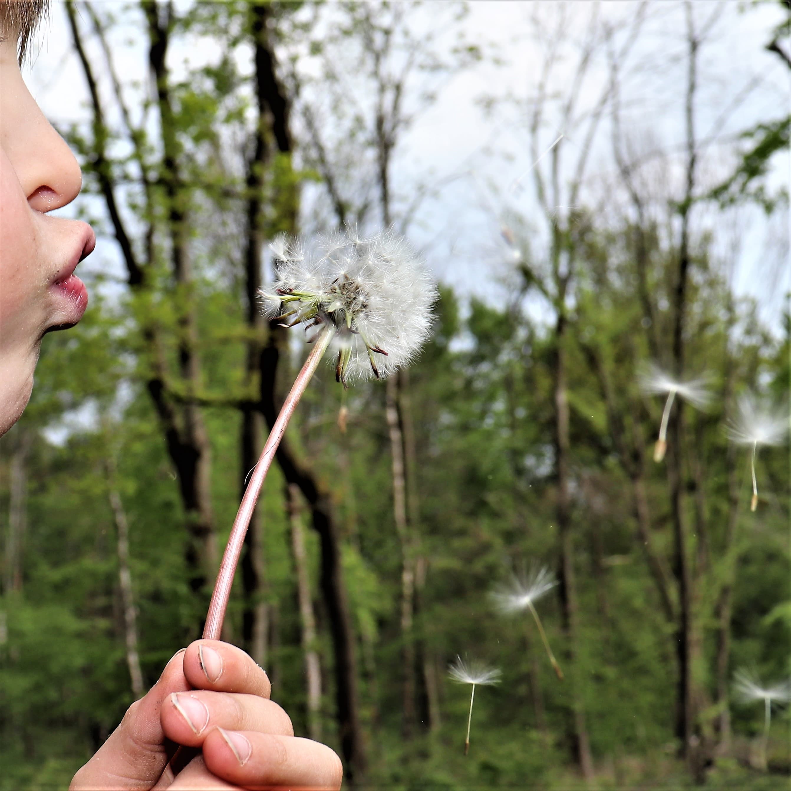 Kindergeburtstag im Wald